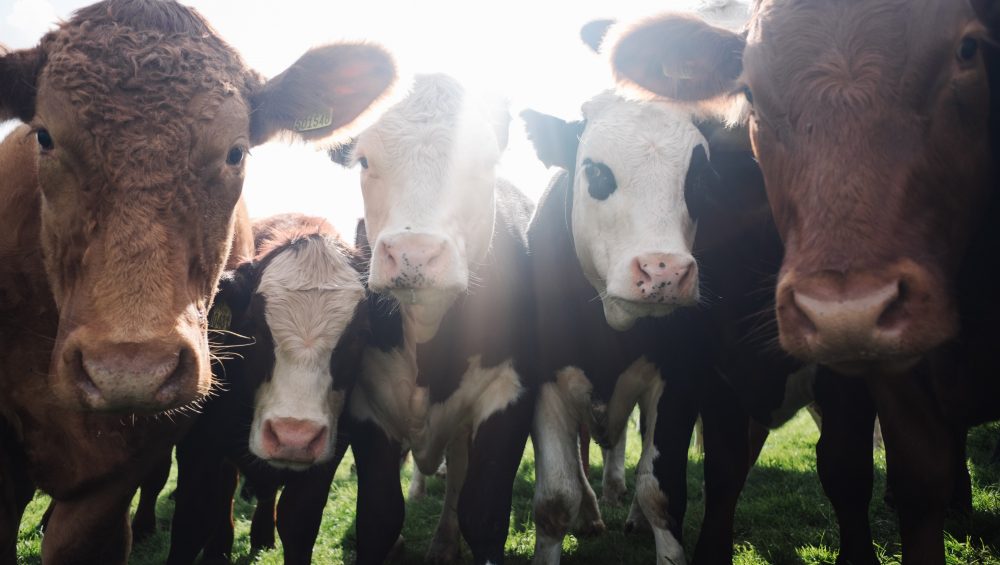 Help these cute cows by going vegan for veganuary