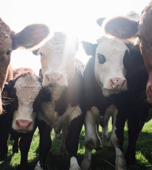 Help these cute cows by going vegan for veganuary