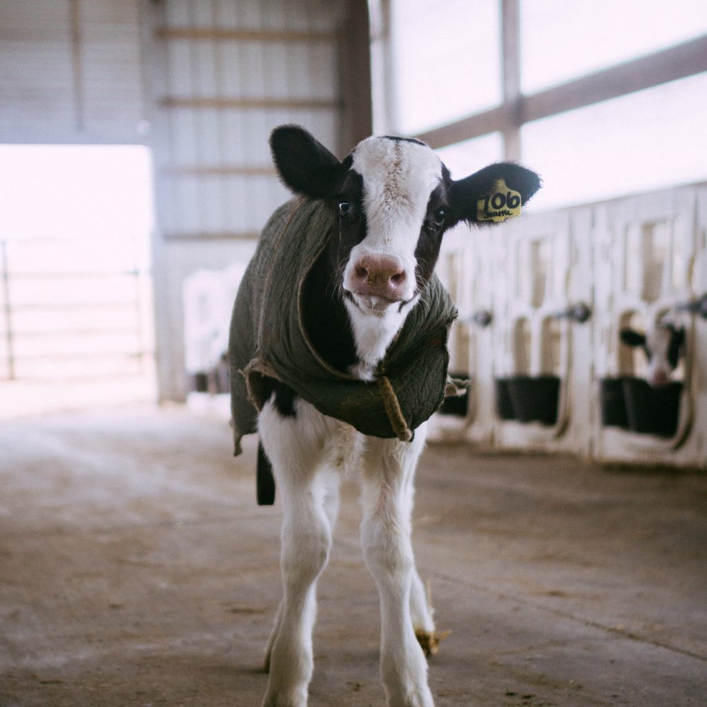 Happy healthy cows make dairy products high quality