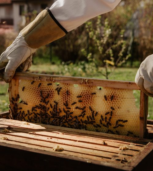 Beekeeper harvesting honey